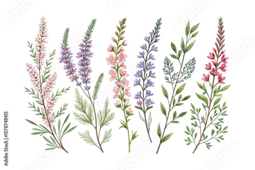 set of watercolor Heather branch vector illustration isolated on white background