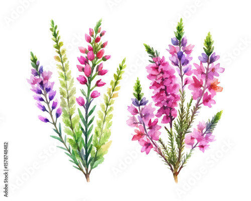 watercolor Heather branch vector illustration isolated on white background