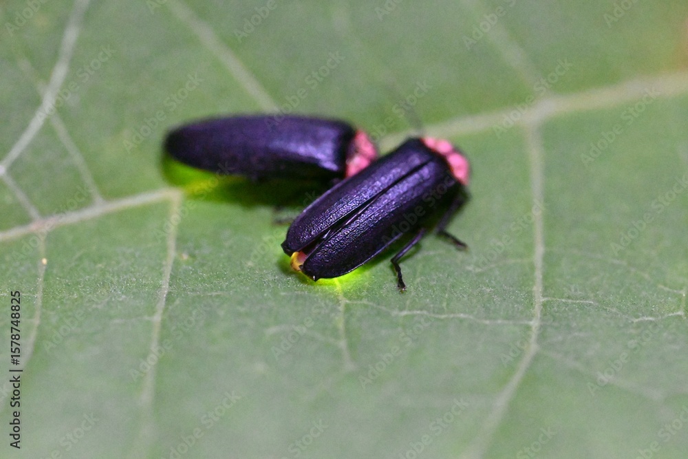 Obraz premium 蛍の光