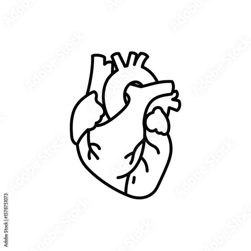 Simple black line drawing of a human heart, anatomical illustration.