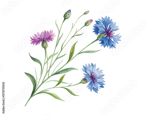 watercolor Cornflower branch vector illustration isolated on white background