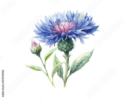 watercolor Cornflower branch vector illustration isolated on white background
