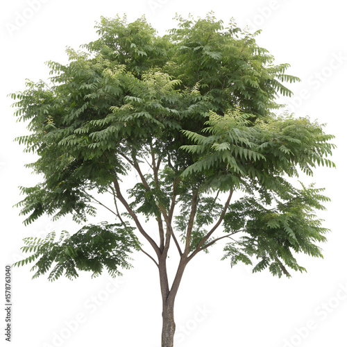 High-resolution tree of heaven (Ailanthus altissima) PNG cutout isolated on transparent background — perfect for landscape design, botanical illustrations, and eco-friendly architectural renderings