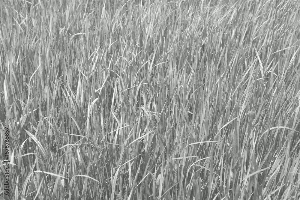 Fototapeta premium Japanese blood grass Imperata cylindrica