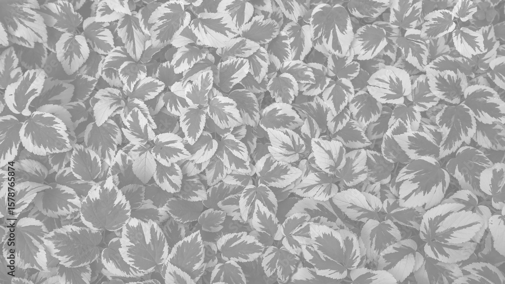 custom made wallpaper toronto digitalgoutweed ornamental variegated