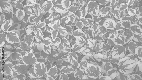 Wallpaper Mural goutweed ornamental variegated Torontodigital.ca