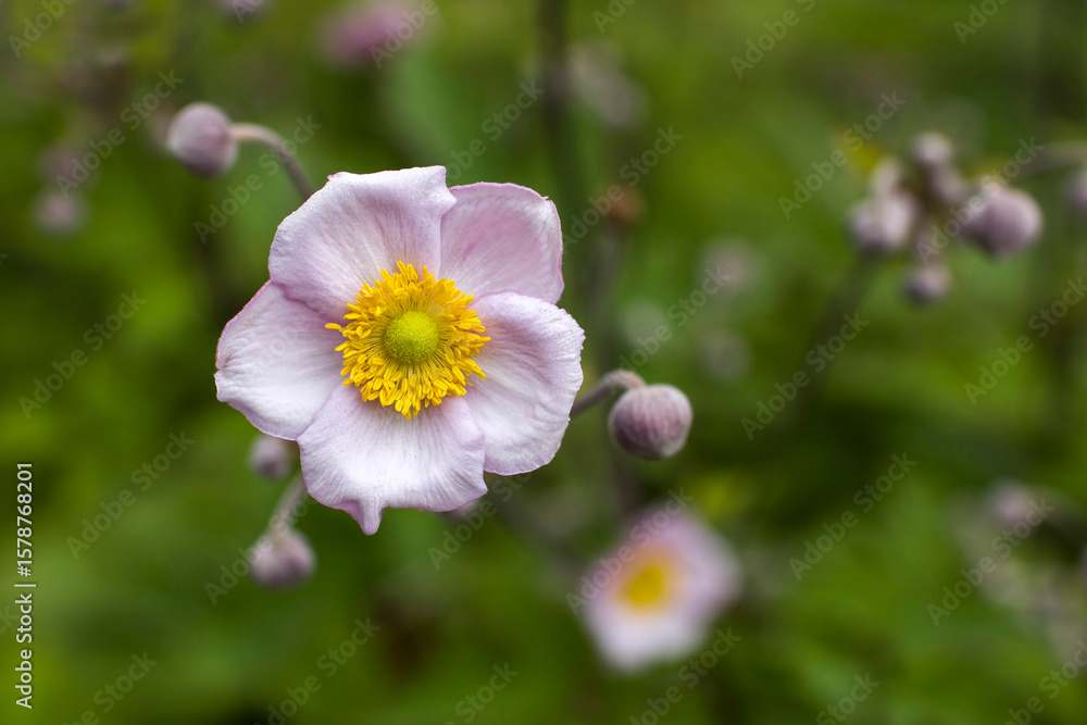 anemone flowers in the garden, summertime anemone flowers in the garden, summertime