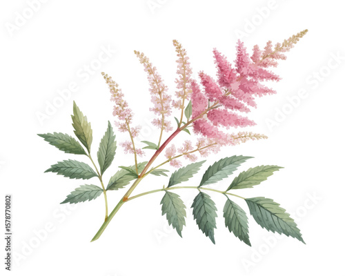watercolor Astilbe Branch vector illustration isolated on white background