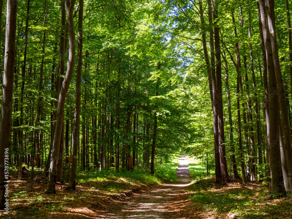 Obraz premium Easy gravel path in the mountain forest between tall trees. Dense woods, shadow and dark, calm, active time in nature