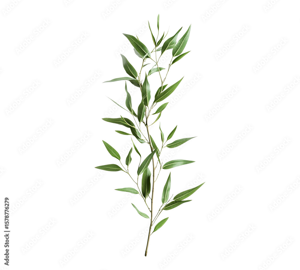 Fototapeta premium A leafy green plant with a long stem