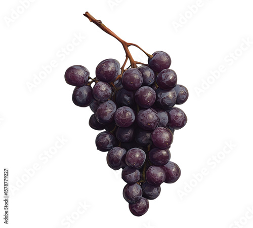 A bunch of purple grapes on a white background