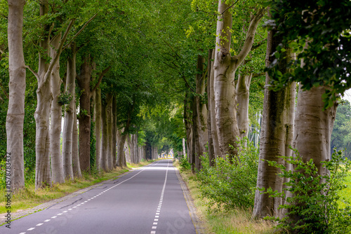 Fototapeta Naklejka Na Ścianę i Meble -  Summer landscape, Countryside road with tree trunk in the forest, Small street with tree tunnel and green leaves, Overijssel is a province of the Netherlands located in the eastern part of the country