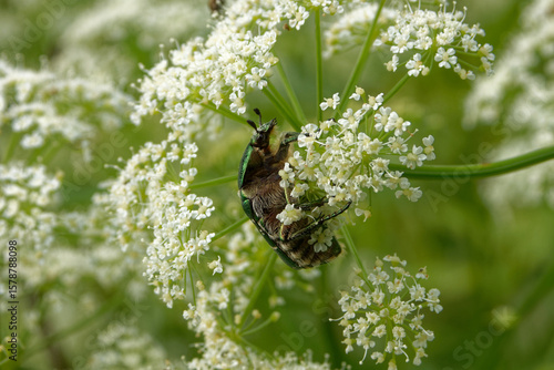 Картината върху платно Rose chafer (Cetonia aurata) feeding on white flowers of umbellifera