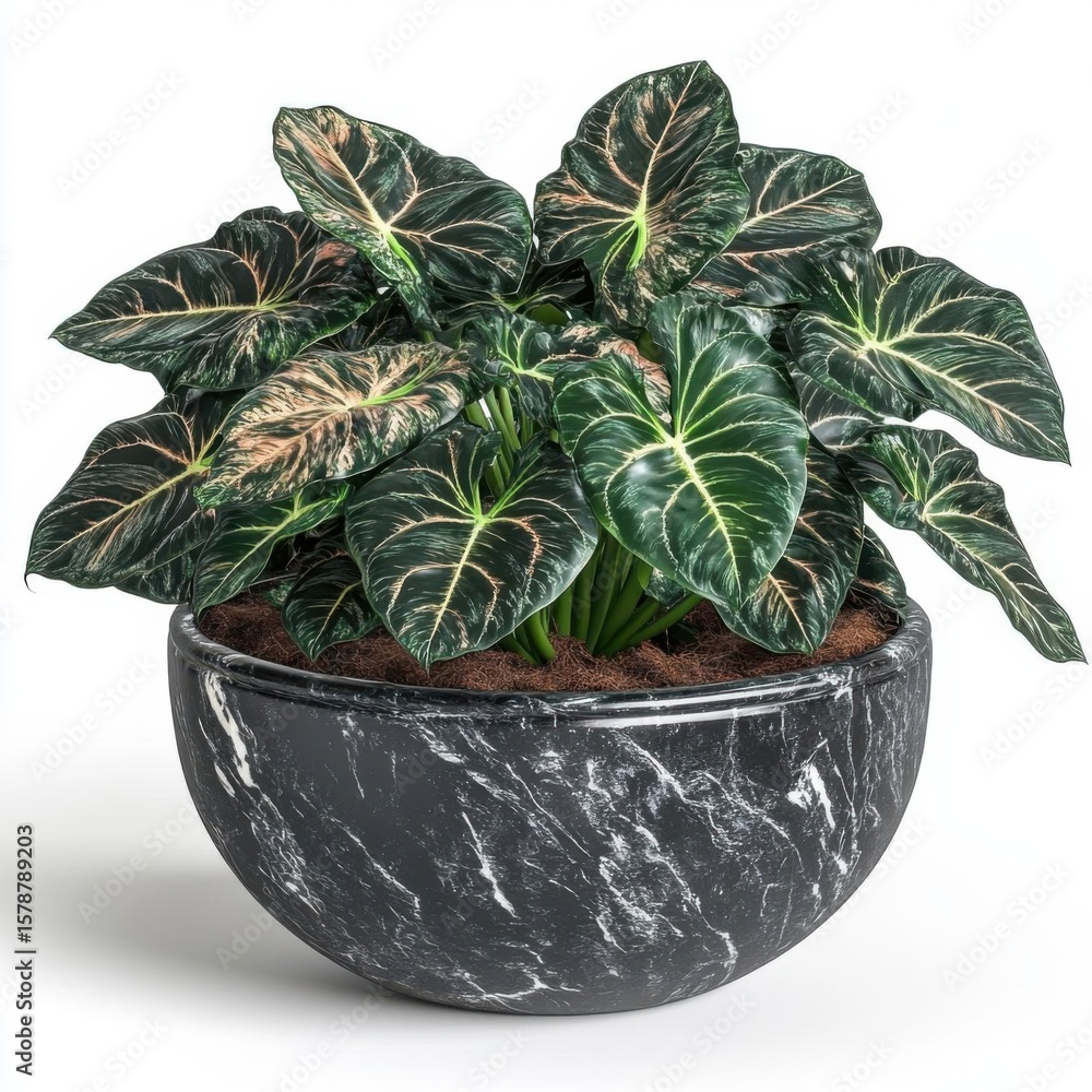 Fototapeta premium Elegant indoor plant in modern planter.