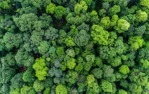 Aerial view of green forest canopy