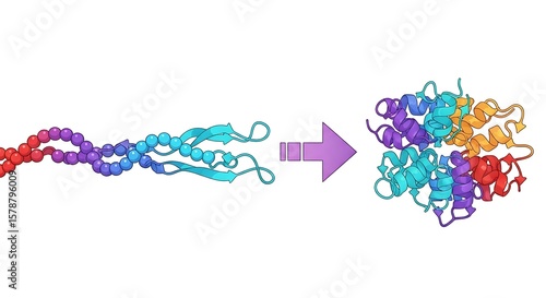 Protein Folding Process Illustration Depicting Transformation into Complex Structure