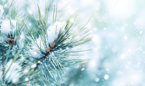 Winter wonderland pine bough fresh snow