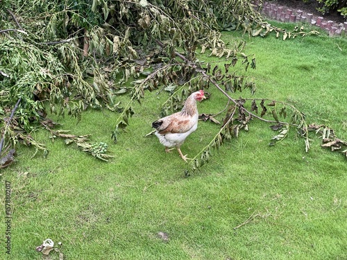 hen in the grass