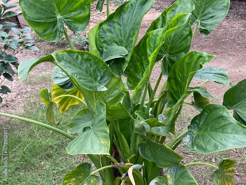 fresh green cabbage