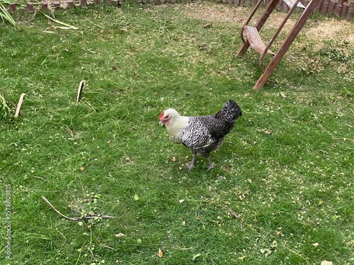 free range chicken