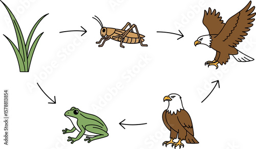 Illustration showing a food chain with grass grasshopper frog and eagles in a circular diagram format