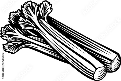 Two stalks of celery isolated on white background in black and white