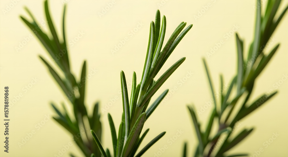Fototapeta premium Fresh green sprigs of aromatic rosemary herb isolated on a soft yellow background.