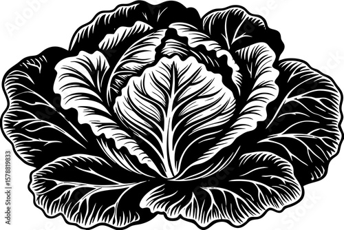 A fresh cabbage isolated on white background