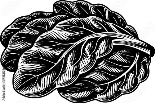 Illustration of fresh and healthy lettuce leaves for a salad