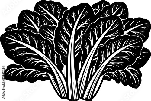 A bunch of bok choy isolated on white background