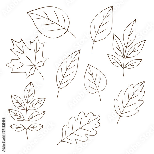 Hand drawn autumn leaves outline from different trees, oak, maple, chestnut. Leaf line art collection for coloring books, patterns, stickers. Foliage contour vector isolated on white background.