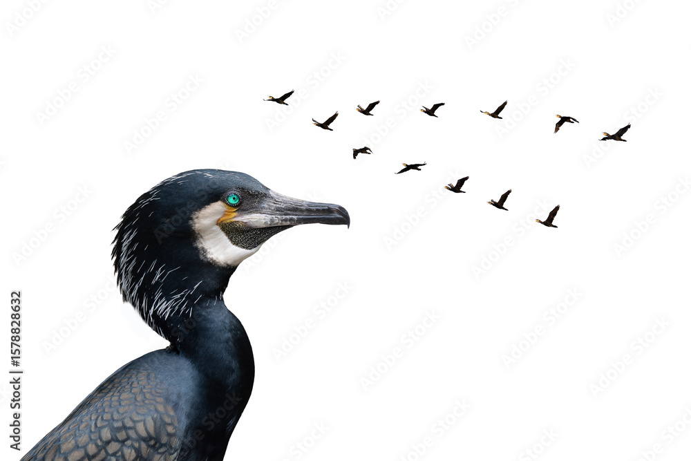 Fototapeta premium cormorant with spread wings isolated on white background