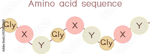 Amino acid sequence from collagen biosynthesis for biology lessons