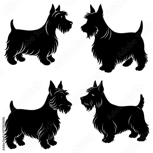 Four scottish terrier dogs in black silhouette standing on a white isolated background illustration