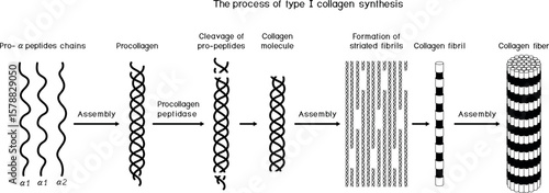 Multi-step process of type I collagen synthesis. Scheme of collagen biosynthesis for biology lessons