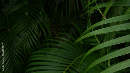 Tropical palm leaves green nature view decoration background texture.
