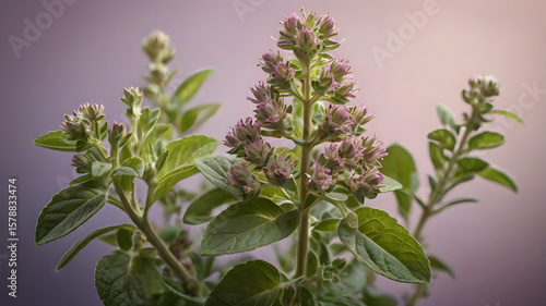 Vibrant close-up of a blossoming herb plant, showcasing delicate green leaves and budding purple flowers, symbolizing natural growth, freshness, and aromatic potential.