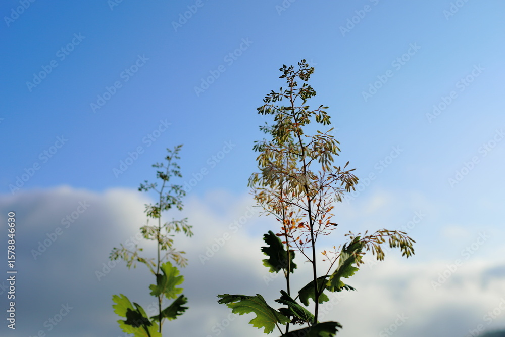 Fototapeta premium 岐阜県揖斐川町の青空と雲と草花