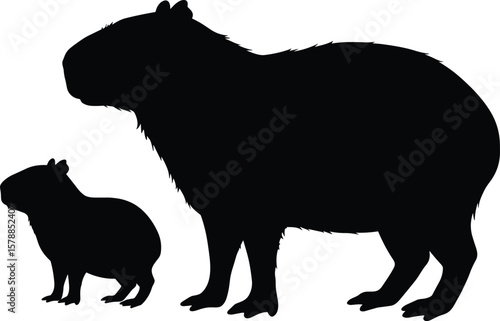 Capybara and guinea pig silhouette, isolated rodent animals, wildlife mammal comparison, vector illustration on white background, animal contrast art