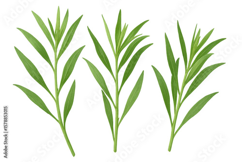 Three tarragon sprigs with vibrant green leaves, isolated on a transparent background, ready for creative projects