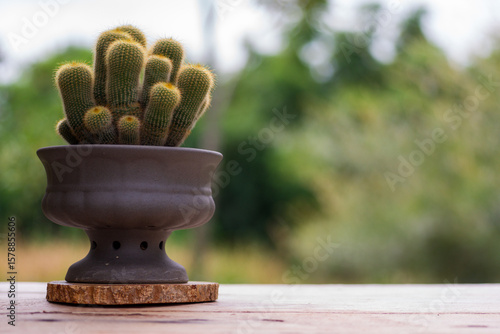 Parodia leninghausii (K.Schum.) in pot. It is yellow color and glistens under a haze of harmless golden spines. copy space for text.