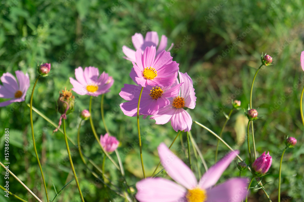 Fototapeta premium Pink cosmos macro, Cosmos bipinnatus close up, delicate flower texture, golden flower center, garden photography, shallow depth of field, translucent petals, pollen details, summer blossom, botanical 