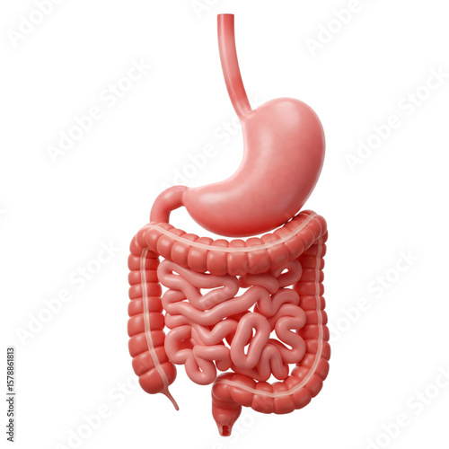 3D Illustration Of Human Digestive System Anatomy Transparent Background