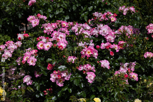Fototapeta Naklejka Na Ścianę i Meble -  Vibrant Pink Roses in Summer Blossom. rose american pillar