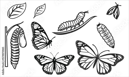 Butterfly life cycle stages and leaves caterpillar