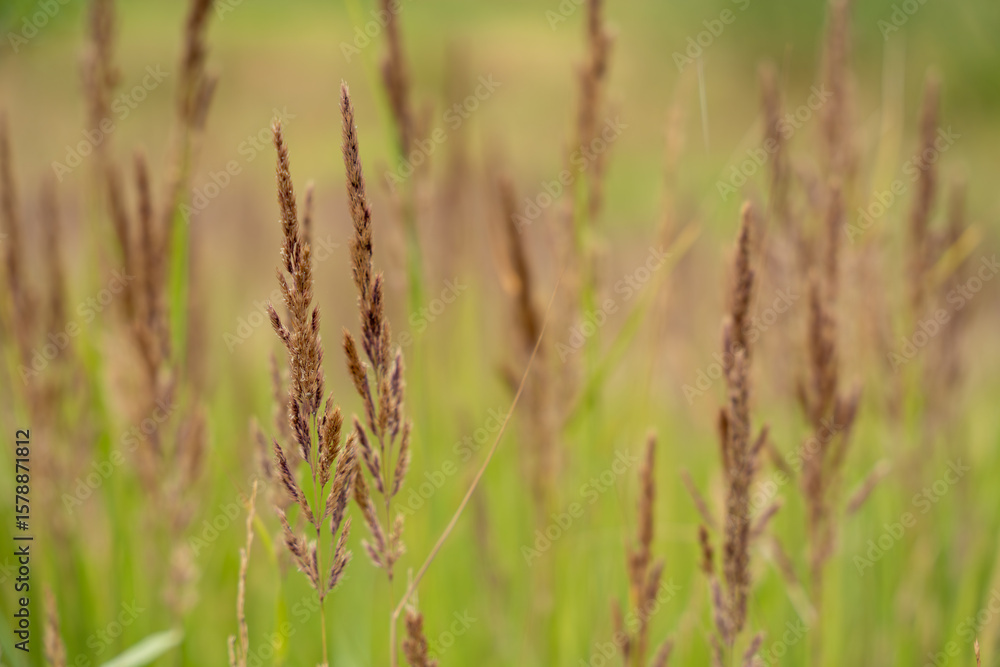 Brown grass seed heads sway in a sunny field. The soft background highlights the natural texture and warm tones of late summer. Brown grass seed heads sway in a sunny field. The soft background highlights the natural texture and warm tones of late summer.
