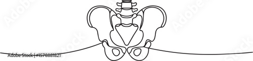 one line drawing of human pelvis and lumbar spine with sacrum and iliac bones in anatomical style
