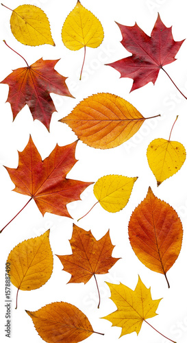 Autumn Leaves Transparent Background Featuring Orange Yellow Red Foliage