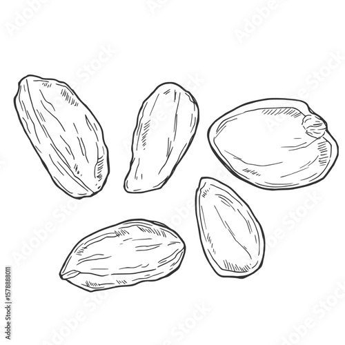 Pistachio nuts set. Isolated flat pistachio nut in nutshell and peeled with leaves sketch icons. Natural organic healthy food collection. Vegetarian diet snack vector illustration