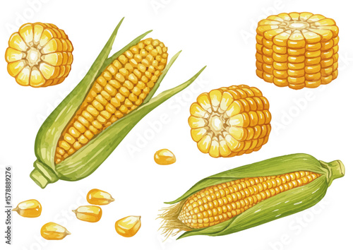 Vector watercolor vegetable / 水彩テイストの野菜イラスト（とうもろこし）